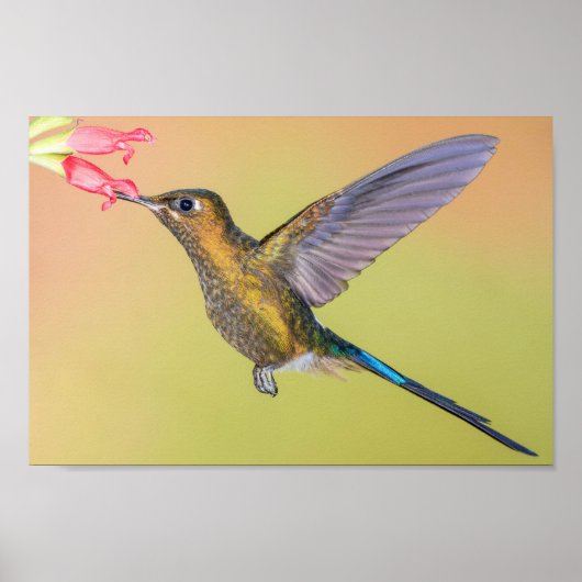 Sylph Hummingbird mit Long Schwanz Print Poster (Vorne)