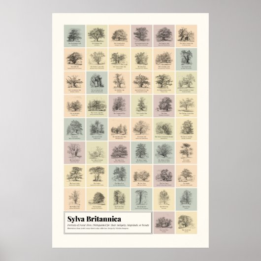 Sylva Britannica Poster (Vorne)