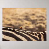 Symbiose: Oxpecker & Zebra Poster (Vorne)