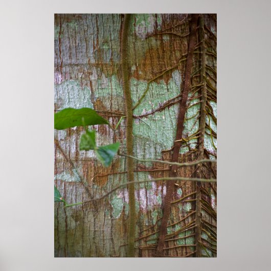 Symbiose Poster (Vorne)