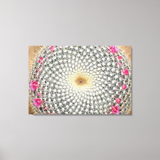 Symmetrische Kaktus in Blüte (Mammillaria celsiana Leinwanddruck (Vorderseite)