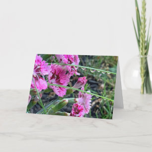 Sympathie Rosa Dianthus mit Wassertropfen Karte
