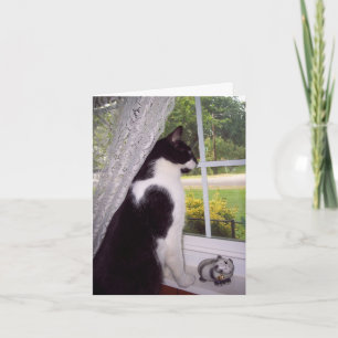 Sympathiekarte für Katzen Karte