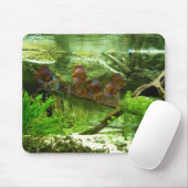 Symphysodon Behälter mit Tetras Fischen Mousepad (Mit Mouse)