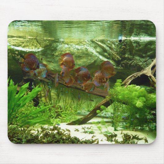 Symphysodon Behälter mit Tetras Fischen Mousepad (Vorne)