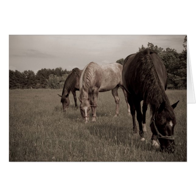 Synchronisation (Vorderseite (Horizontal))