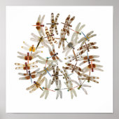 Synchronisierte Libellen Poster (Vorne)