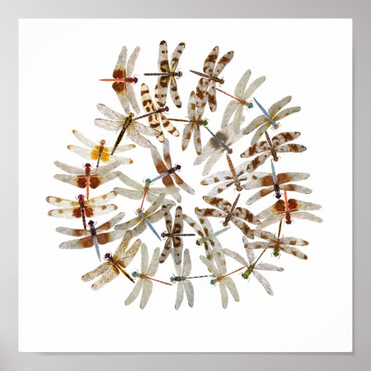Synchronisierte Libellen Poster (Vorne)