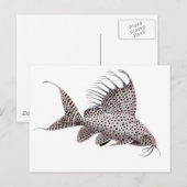 Synodontis eupterus Catfish Postkarte (Vorne/Hinten)