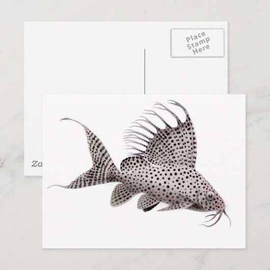 Synodontis eupterus Catfish Postkarte (Vorne/Hinten)