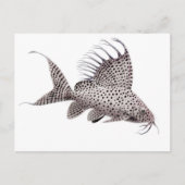 Synodontis eupterus Catfish Postkarte (Vorderseite)