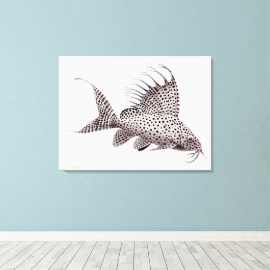 Synodontis Eupterus Catfish Wrapped Canvas Leinwanddruck (Insitu (Holzboden))