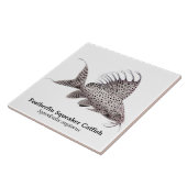 Synodontis Eupterus Featherfin Wels-Fliese Fliese (Seite)