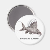 Synodontis eupterus Magnet (Vorderseite/Rückseite)