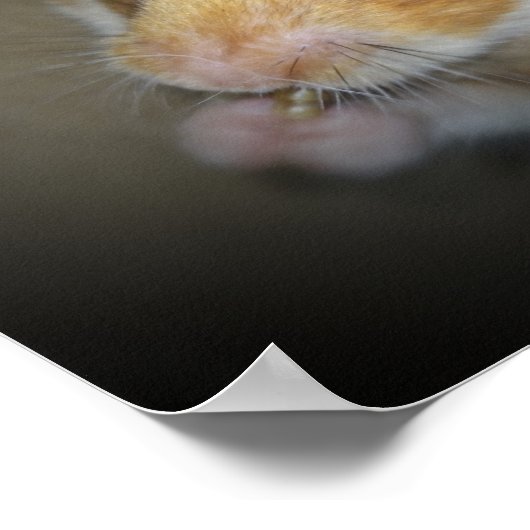 Syrian Hamster Poster (Ecke)