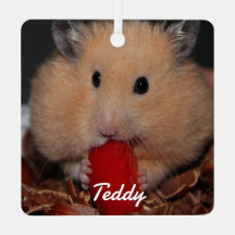 Syrian Pet Hamster - Standard Hamster - Creme