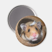 Syrian Pet Hamster - Standard Hamster - Teddy Bear Magnet (Vorderseite/Rückseite)