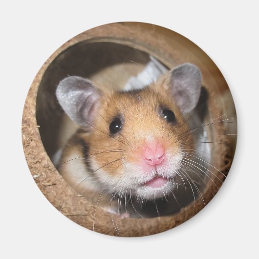 Syrian Pet Hamster - Standard Hamster - Teddy Bear Magnet (Vorne)