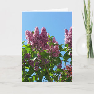 Syringa, Lilac-Blume Karte