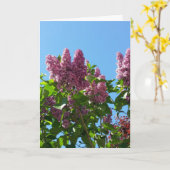 Syringa, Lilac-Blume Karte (Gelbe Blume)