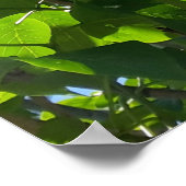 Syringa, Lilac-Blume Poster (Ecke)
