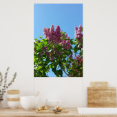 Syringa, Lilac-Blume Poster (Küche)