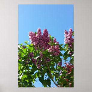 Syringa, Lilac-Blume Poster