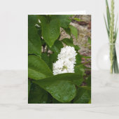 Syringa, White Lilac Blume mit Raindrops Karte (Vorderseite)