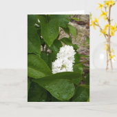 Syringa, White Lilac Blume mit Raindrops Karte (Gelbe Blume)