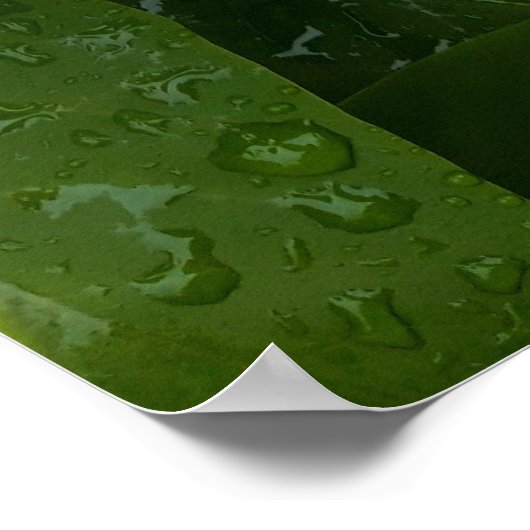 Syringa, White Lilac-Blume mit Raindrops Poster (Ecke)