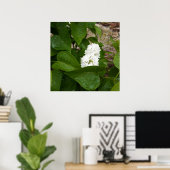 Syringa, White Lilac-Blume mit Raindrops Poster (Heimbüro)