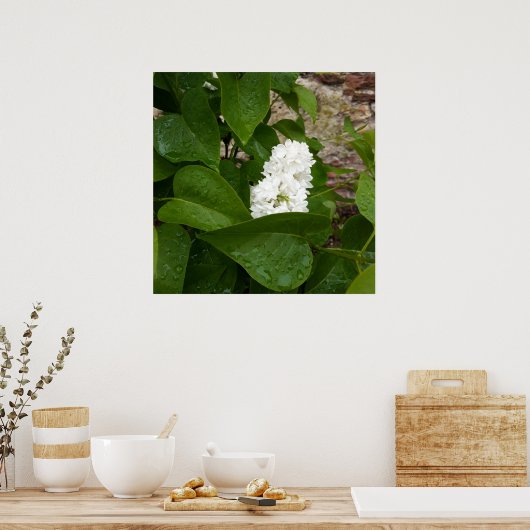 Syringa, White Lilac-Blume mit Raindrops Poster (Küche)