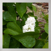 Syringa, White Lilac-Blume mit Raindrops Poster (Vorne)