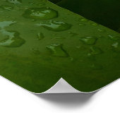 Syringa, White Lilac-Blume mit Raindrops Poster (Ecke)