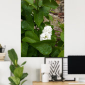 Syringa, White Lilac-Blume mit Raindrops Poster (Heimbüro)