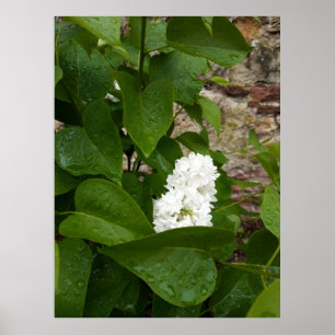 Syringa, White Lilac-Blume mit Raindrops Poster