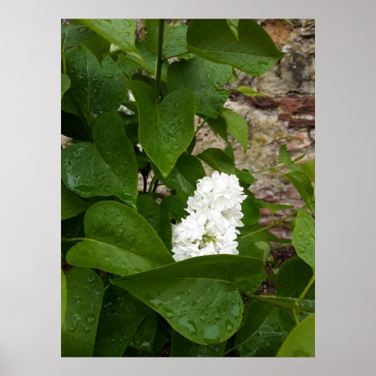 Syringa, White Lilac-Blume mit Raindrops Poster (Vorne)