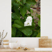 Syringa, White Lilac-Blume mit Raindrops Poster (Küche)