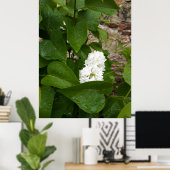 Syringa, White Lilac-Blume mit Raindrops Poster (Heimbüro)