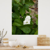 Syringa, White Lilac-Blume mit Raindrops Poster (Küche)