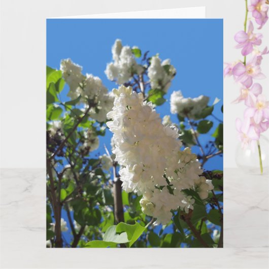 Syringa, White Lilac Blume Tree Karte (Orchidee)