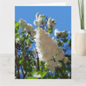 Syringa, White Lilac Blume Tree Karte (Vorderseite)