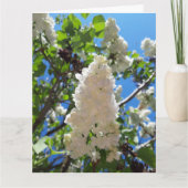 Syringa, White Lilac Blume Tree Karte (Vorderseite)