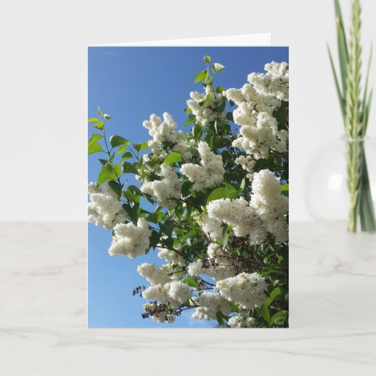 Syringa, White Lilac Blume Tree Karte (Vorderseite)