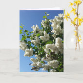 Syringa, White Lilac Blume Tree Karte (Gelbe Blume)