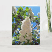 Syringa, White Lilac Blume Tree Karte (Vorderseite)