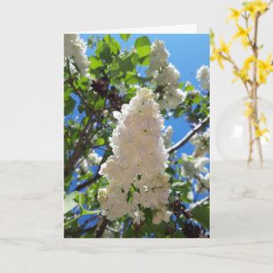 Syringa, White Lilac Blume Tree Karte