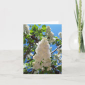 Syringa, White Lilac Blume Tree Karte (Vorderseite)