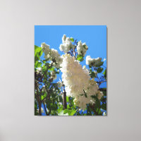 Syringa, White Lilac Blume Tree