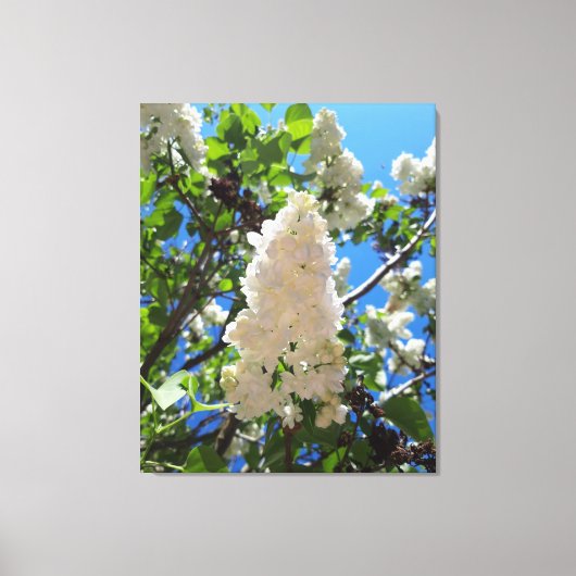 Syringa, White Lilac Blume Tree Leinwanddruck (Vorderseite)